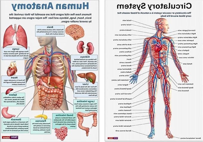 Anatomische Poster - Lichaam Diagram - Studie Hulp - Zestien Delen - 26 x 20.8 cm - Gekleurd