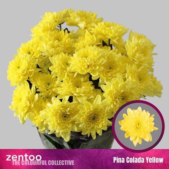 10x Chrysant pina colada yellow 70cm
