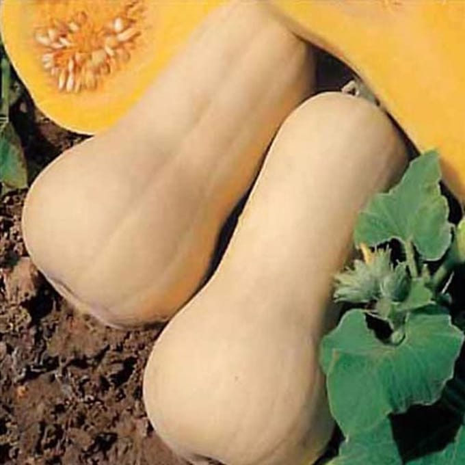 Pompoen zaden - Waltham Butternut