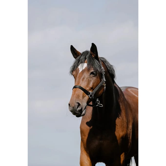 Leren halster voor paarden Riding World Cushion