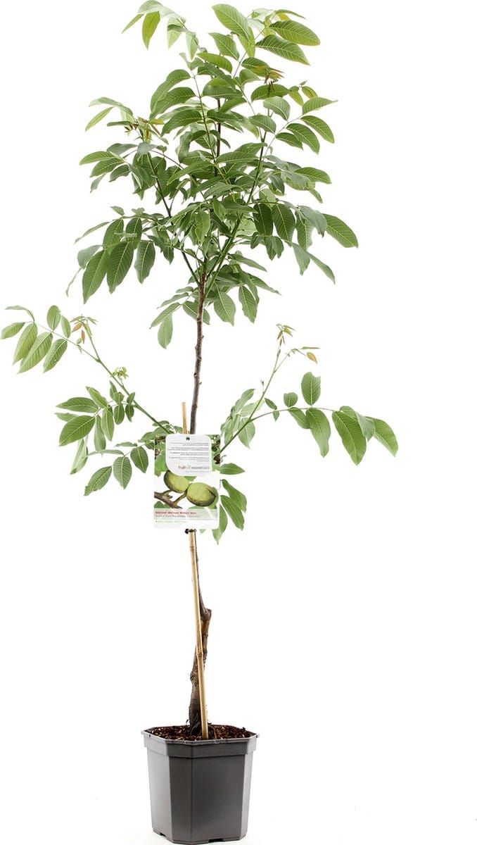 Juglans regia Buccaneer | veredelde walnoot | spil