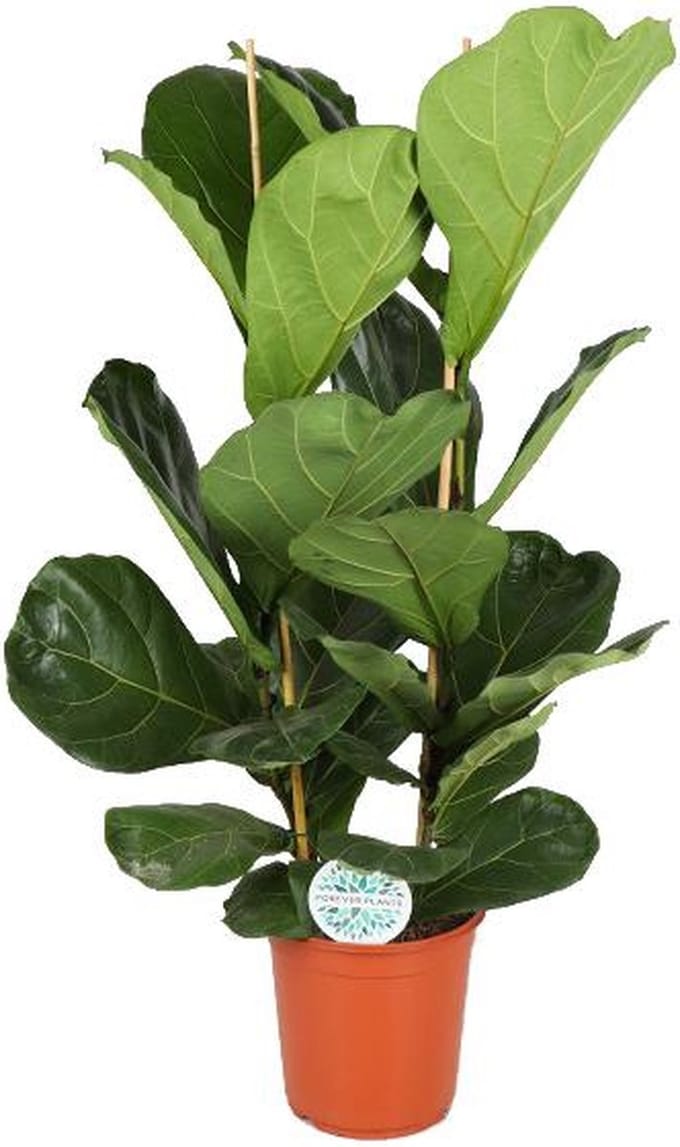 Green Harmony | Ficus Lyrata - Ø24cm - 120cm