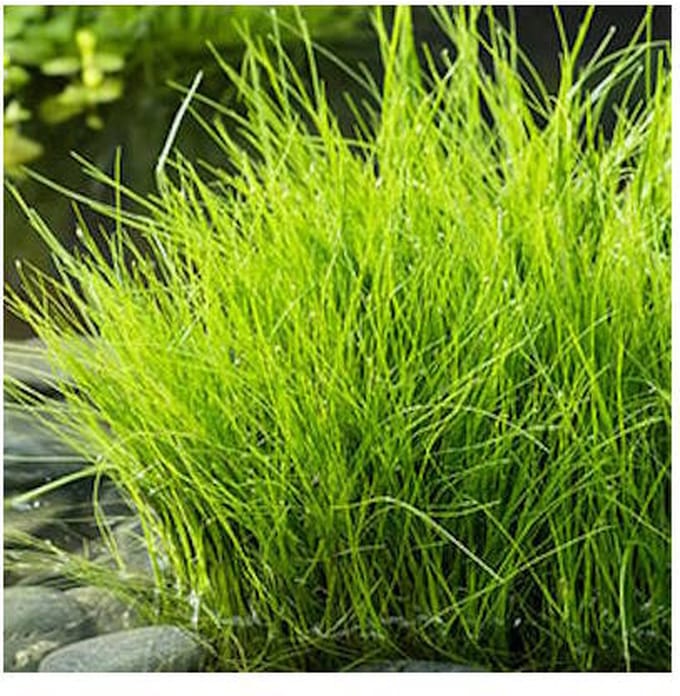 Moerings Eleocharis Acicularis | Naaldwaterbies | In 18CM Mand