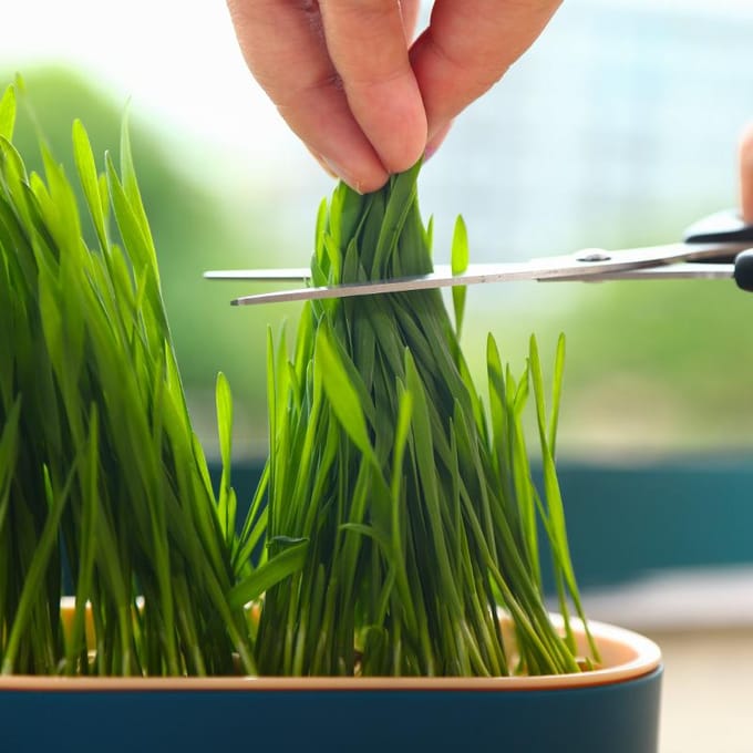 Huisdier Kat Gras Spruit Schotel Groeipot Hydroponische Plant Katten Snacks Ontkieming Spijsvertering Starter Schotel Kas Groeibox box (without seeds)