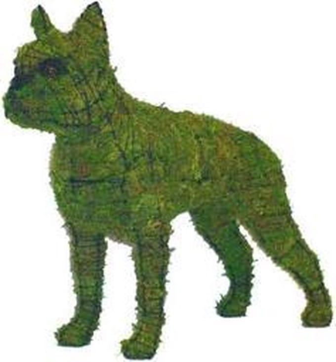 Hond Boston Terrier - Mos
