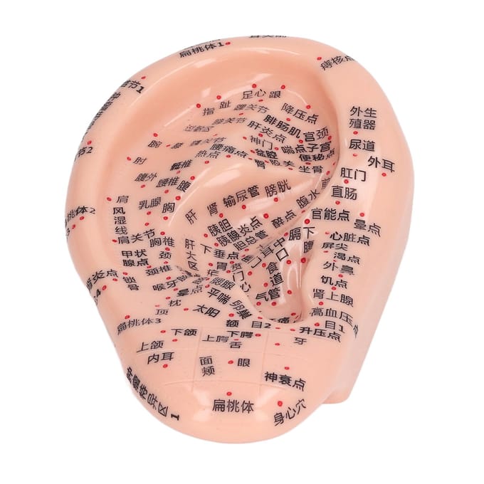6.7in Ooracupunctuur Model Silicone Graveren Oormassage Acupunctuurmodel voor Thuis Laboratorium beige