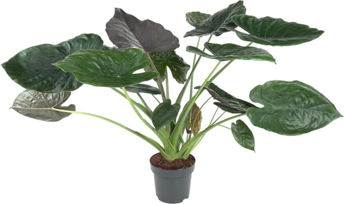 Alocasia Wentii - 120 cm - ø32