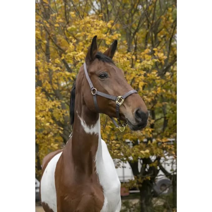 Equitheme Nylon Adjustable Halster Goud Cob