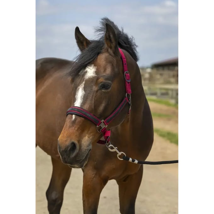 Equithème Halster Equithème Strass Donkerrood