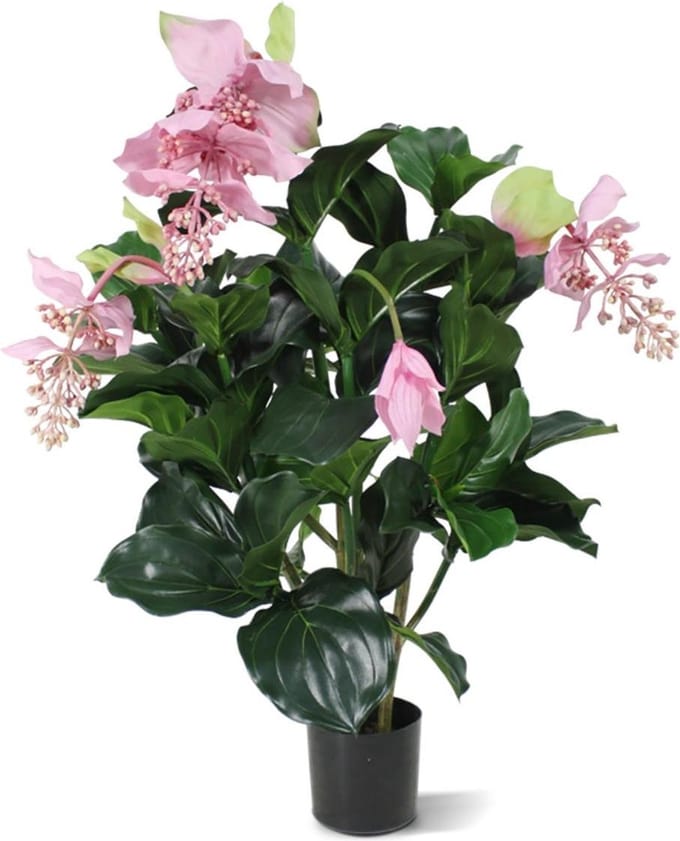 Medinella deluxe kunstplant 100cm