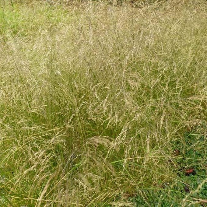 6x Smele - Deschampsia cespitosa 'Schottland' - Pot 9x9cm