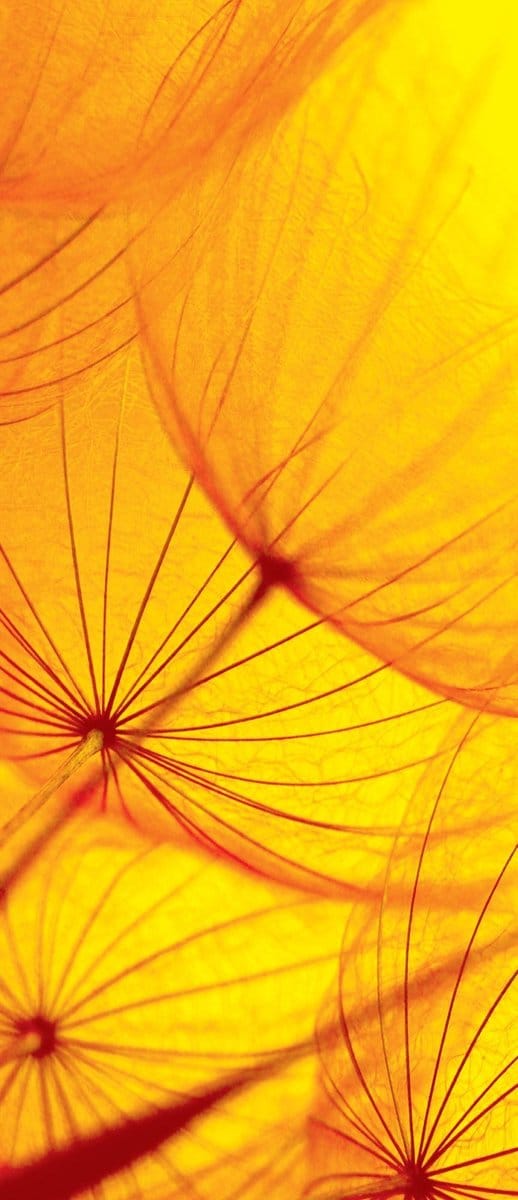 Flower Dandelion Photo Wallcovering