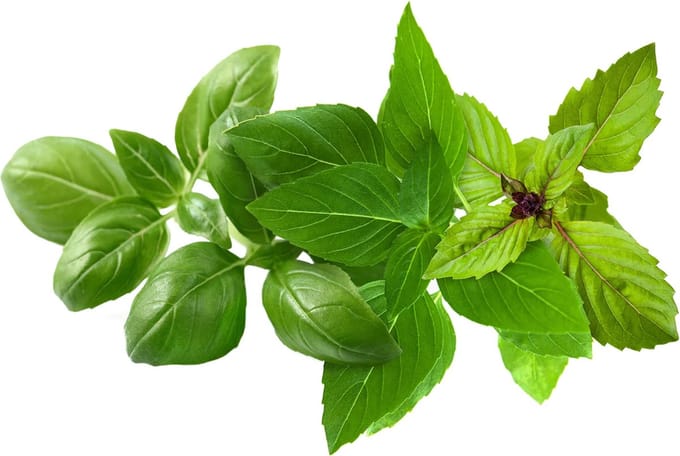 Click & Grow Click and Grow - Smart Garden Refill 9-pack Basil Variety Mix