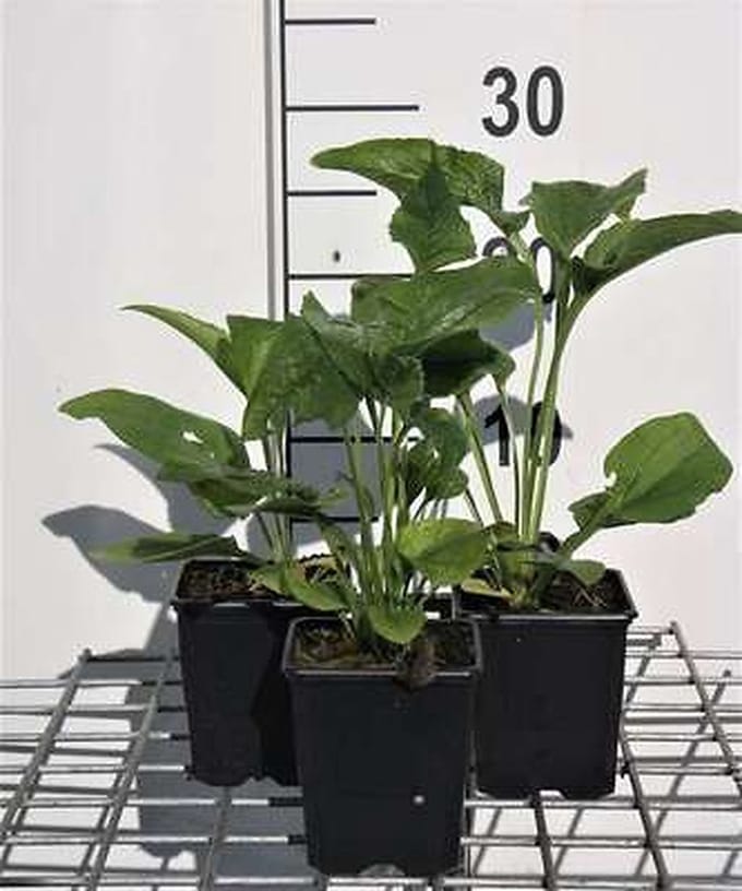 6x Zonnehoed - Echinacea purp. Alba' | pot 9 x 9 cm