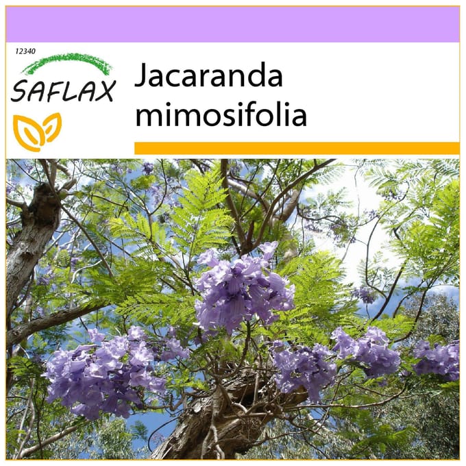 SAFLAX - Jacaranda - 50 zaden - Jacaranda mimosifolia