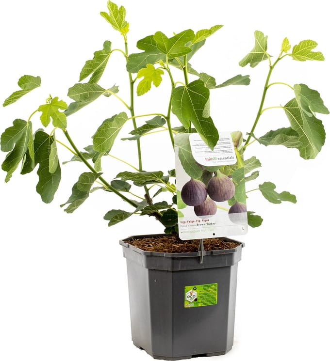 Ficus carica Brown Turkey | vijgenstruik | Ø 24 cm