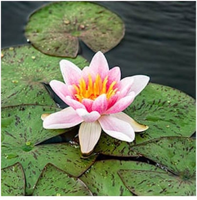 Moerings Nymphaea Laydekeri Lilacea | Waterlelie | In 3L Mand
