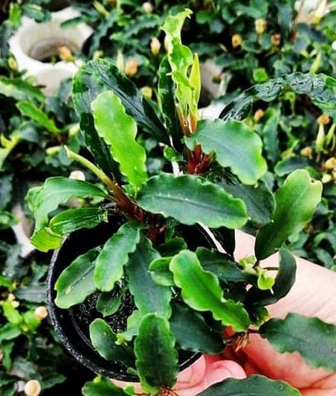 Aquaflora Bucephalandra Wavy Green | in 5 cm pot Waterplant
