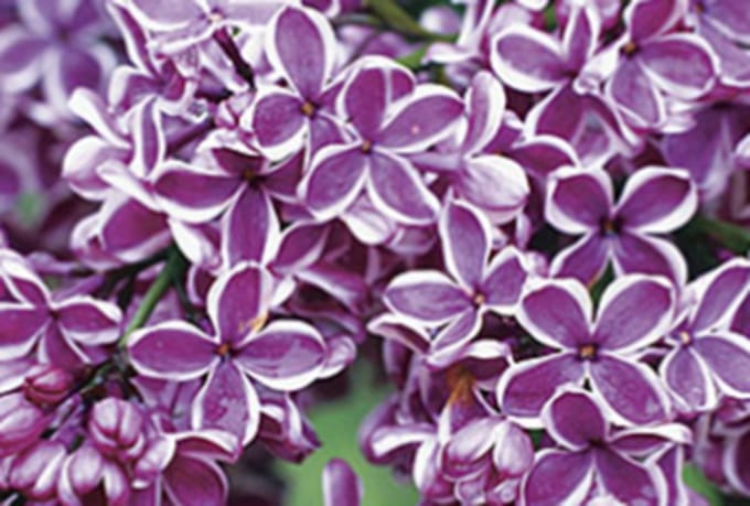 Syringa vulgaris 'Sensation' - Gewone Sering 50 - 60 cm in pot