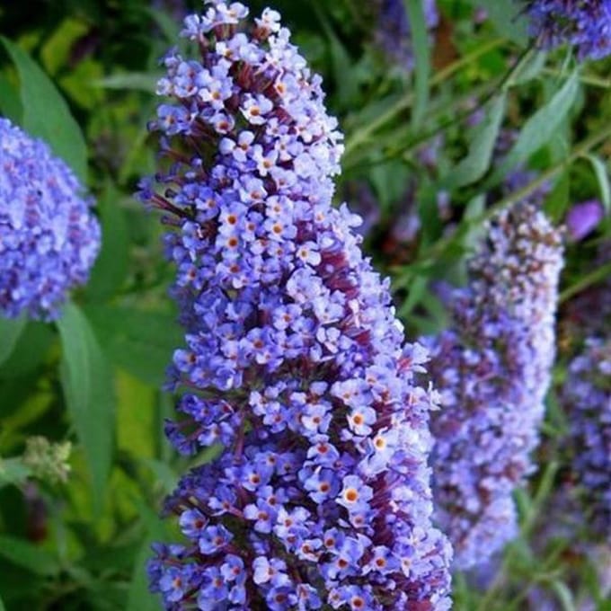 Buddleja Davidii 'Nanho Blue' - Vlinderstruik 40-60 cm in pot