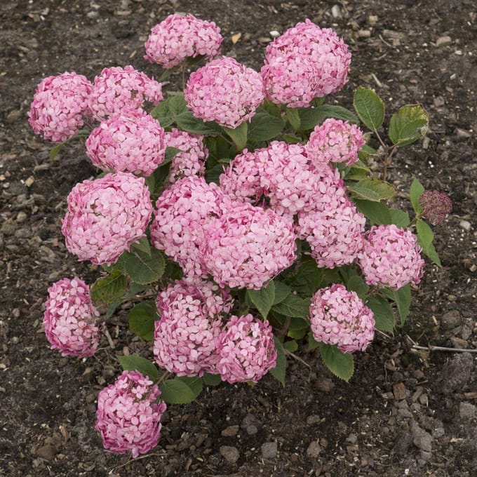 Hydrangea a. Ruby Annabelle - Set van 4 - Hortensia - Roze Rode Bolbloem - Pot 3 Liter