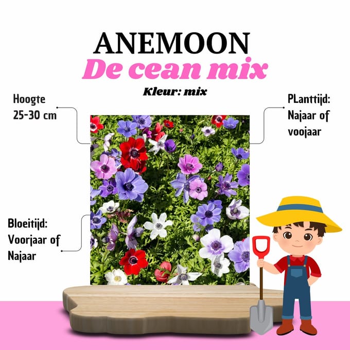 KH Bloembollen® Anemoon | De Caen Mix – 30 stuks – Gemengde Kleuren Voorjaarsbollen – Voor Tuin & Border