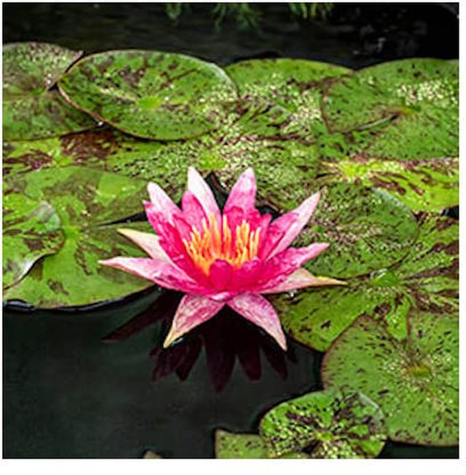 Moerings Nymphaea Red Spider | Waterlelie | In 11CM pot - Rood