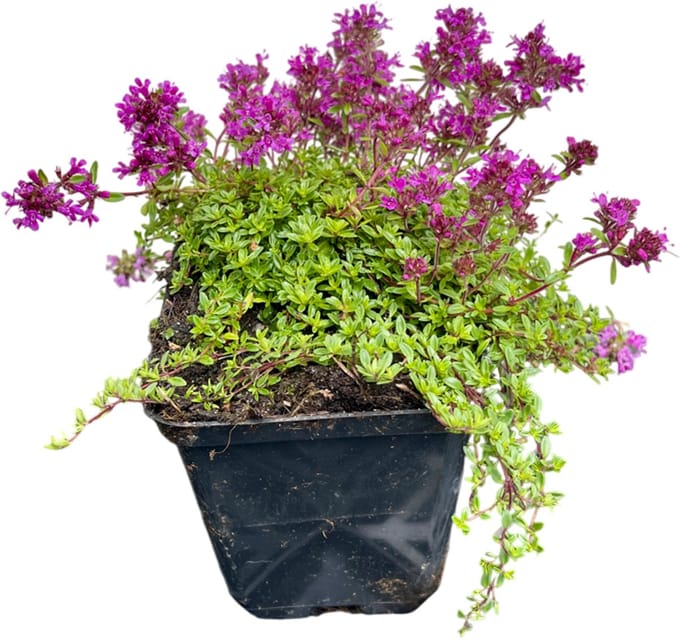 6x Tijm - Thymus praecox 'Coccineus' | 9x9 cm pot