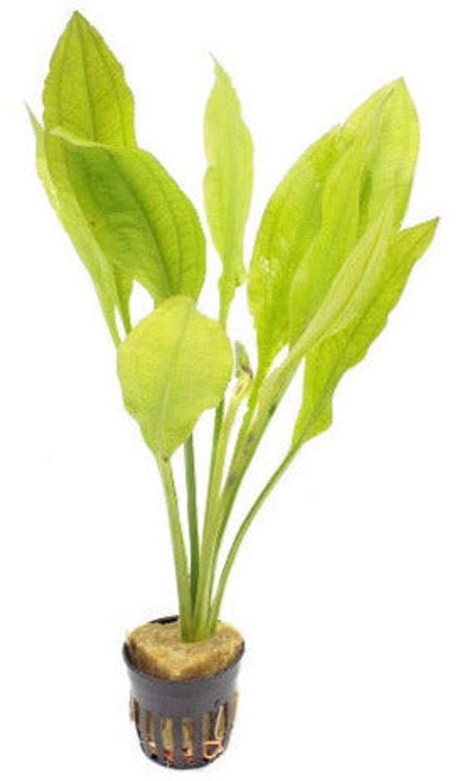 Aquaflora Echinodorus Bleherae | Zwaardplant | in 5 cm pot