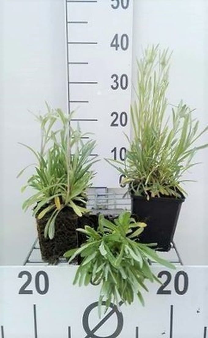6x Edelweiss - Leontopodium alpinum (edelweiss) | 9x9 cm pot