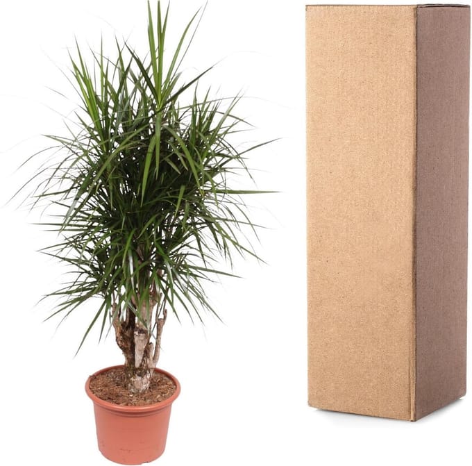 Dracaena Marginata vertakt - 170 cm - ø40