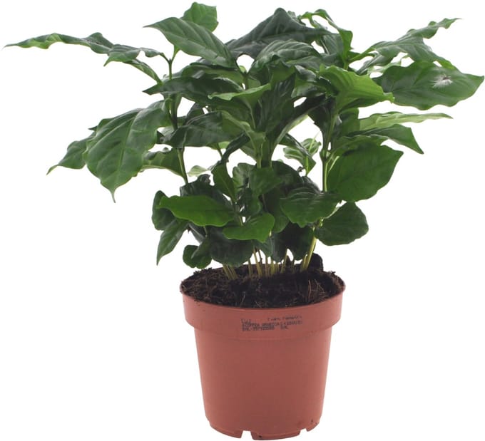Coffea Arabica | 30cm