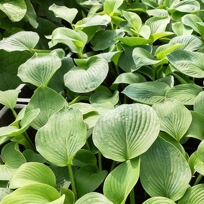 6x Hosta 'Fortunei Obscura' - Hartlelie pot 9x9cm, schaduwtolerant en decoratief