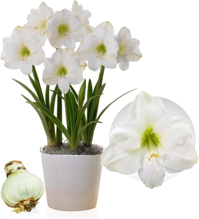 Amaryllis Bol - Christmas Gift - Bloembollen - 1 stuk - Wit - Bloem bollen