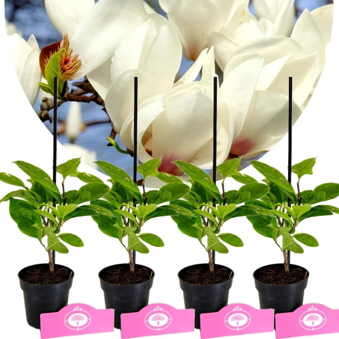 Set Van 4 Magnolia - soulangeana 'Alba Superba' – Hoogte 25cm – 9cm pot