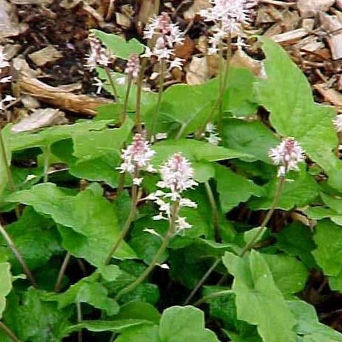 6 x Tiarella 'Tiger Stripe' - Perzische Muts pot 9x9cm