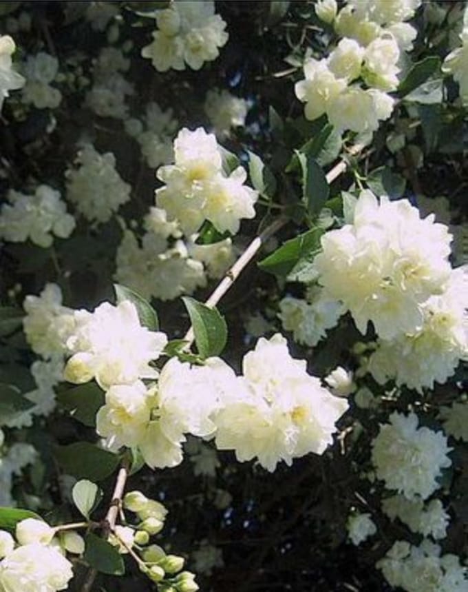 Philadelphus 'Bouquet Blanc' - Boerenjasmijn 50 - 60 cm in pot
