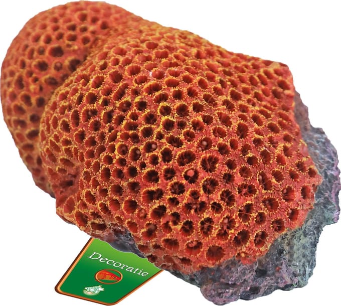 De Boon Reef flower rood/geel