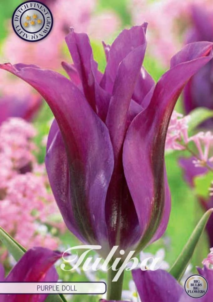Dutch Finest Quality bloembollen - Tulpen Tulp Viridiflora Purple Doll x7 12+s