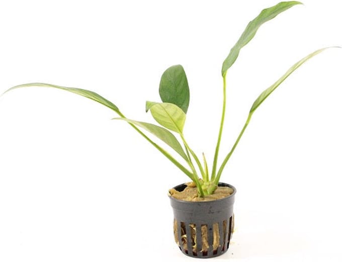 Moerings Anubias Congensis | Speerblad | in 5 cm pot