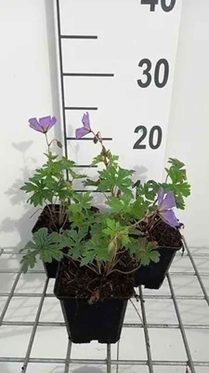 6x Ooievaarsbek - Geranium himal. 'Baby Blue' | 9x9 cm pot