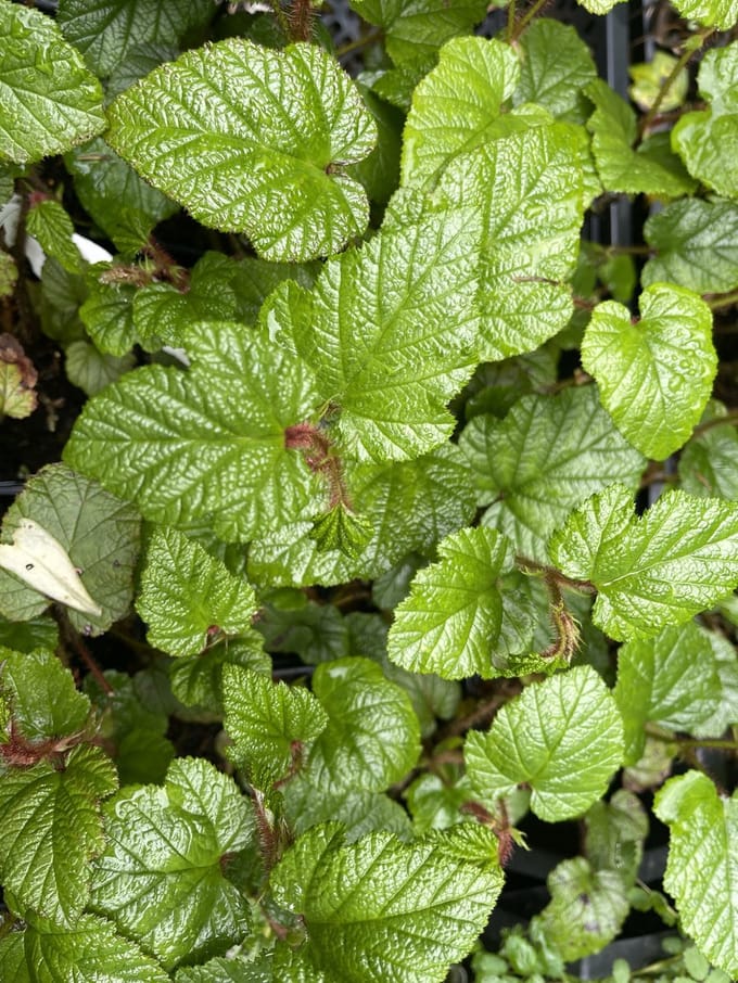 12x Sierbraam, Braam - Rubus tricolor | 9x9 cm pot