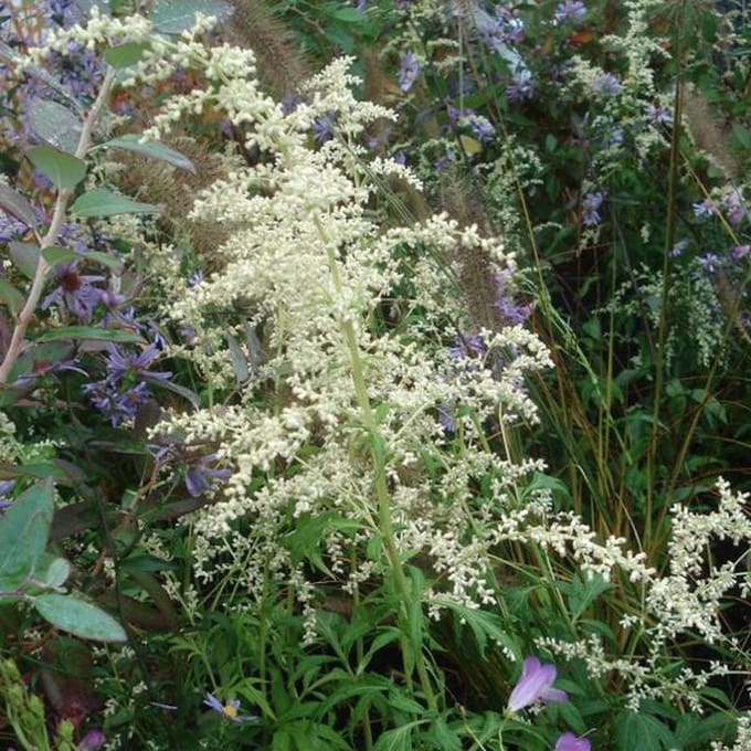 6 x Artemisia lactiflora - Witte bijvoet pot 9x9 cm