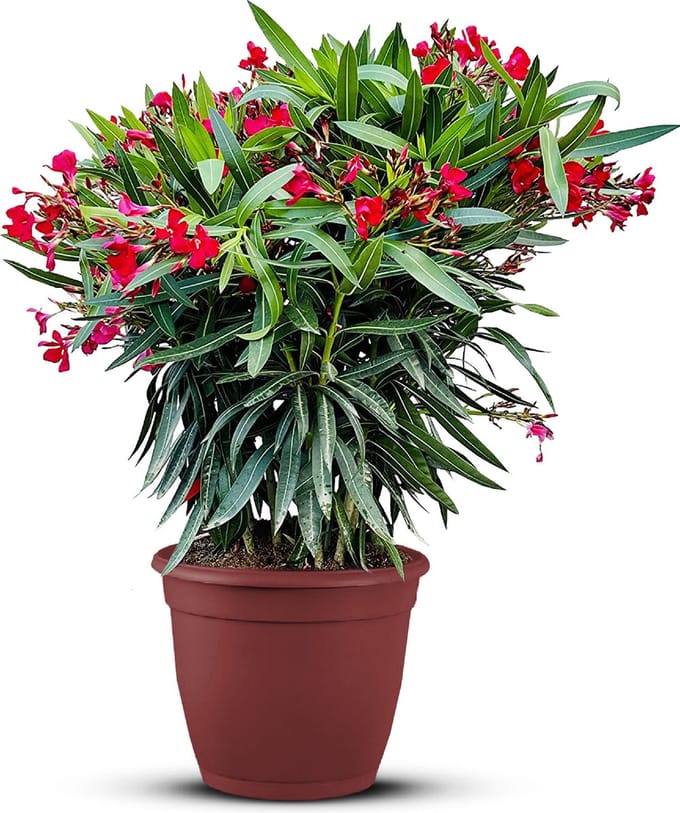 Rode Oleander - hoogte 80-100 cm