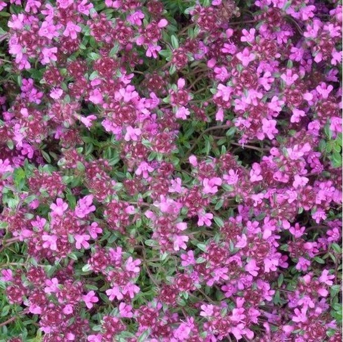 6 x Thymus Praecox 'Pseudolanuginosus' - Tijm Pot 9x9 cm - Wolachtige Bodembedekker