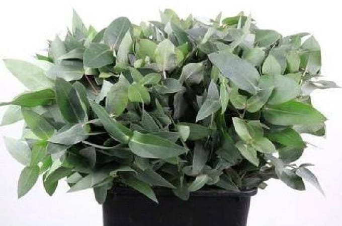 5x Sg eucalyptus robusta potlood 50cm
