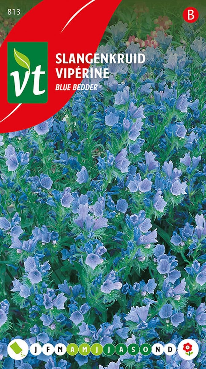 Slangenkruid 'Blue Bedder' - Blauwe Bloemen voor Border en Bloembedden