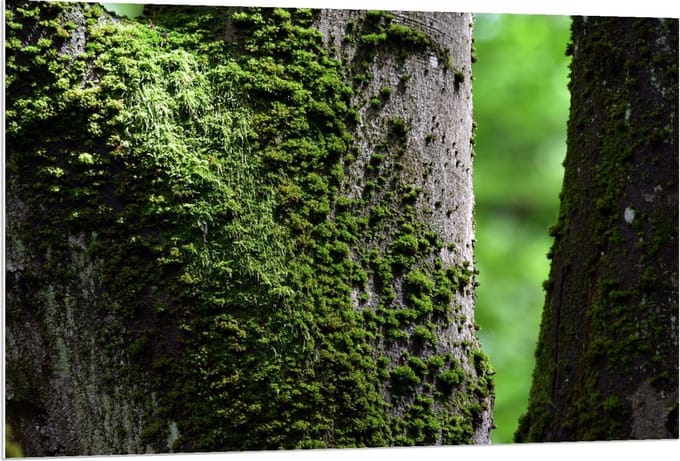 Forex - Mos op Boom - 120x80cm Foto op Forex