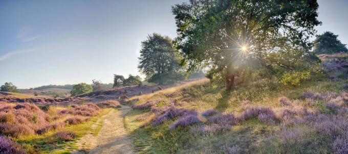 Fotobehang Heide op de Posbank 450 x 260 cm - € 295,--