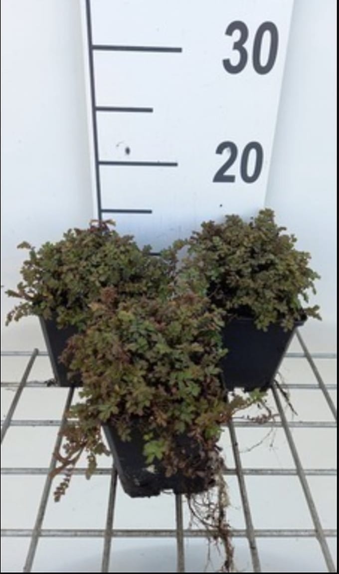 6x Stekelnootje - Acaena inermis 'Purpurea' | 9x9 cm pot
